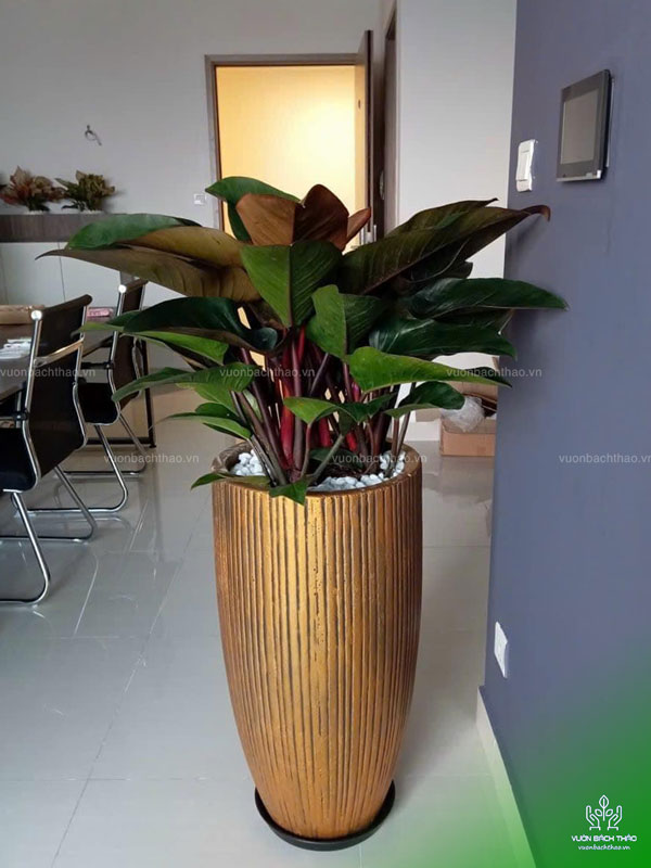 Chậu Cây Trầu Bà Đế Vương Đỏ