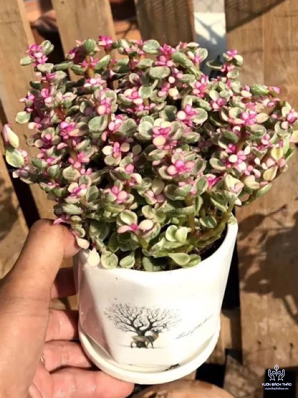 Cây Sen Đô La Hồng Để Bàn