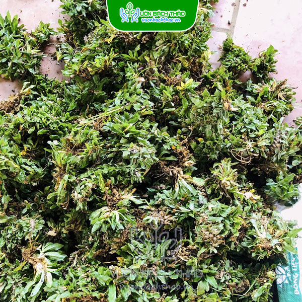 Cây Lá Gừng Thái Trồng Sân Vườn