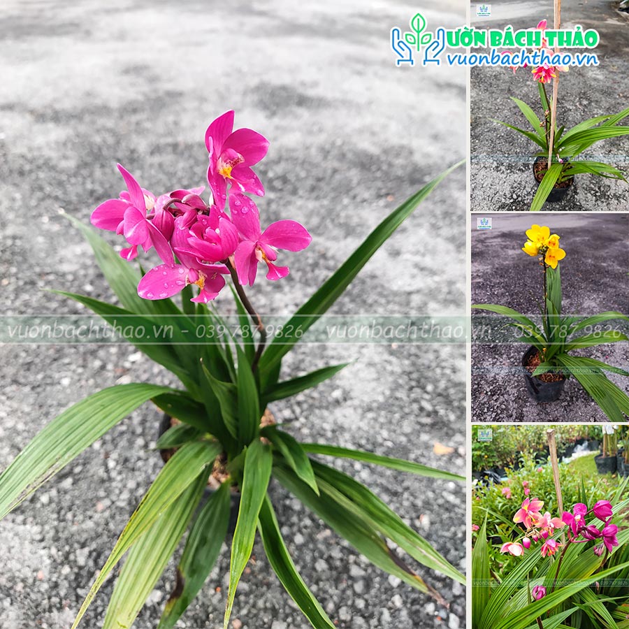 Cây Lan Chu Đinh (Địa Lan)