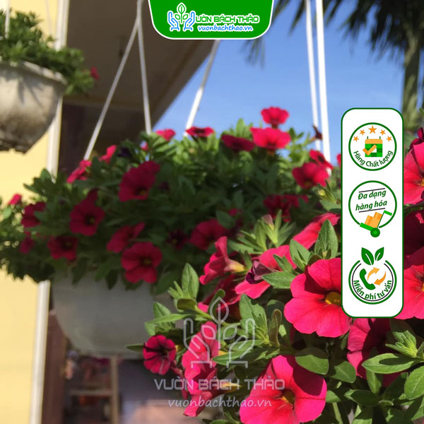 Hoa Triệu Chuông Chậu Treo