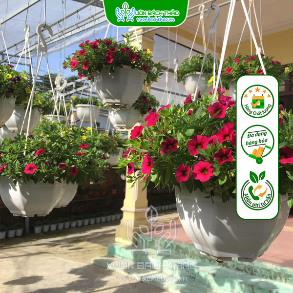 Hoa Triệu Chuông Chậu Treo