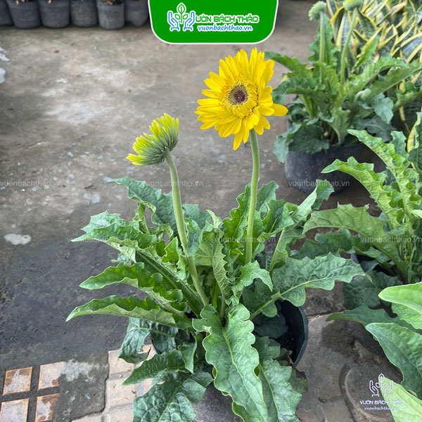 Cây Hoa Đồng Tiền