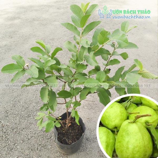 Cây Ổi Lê Đài Loan