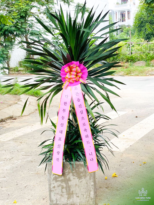 Cây Phát Tài Núi Tặng Khai Trương