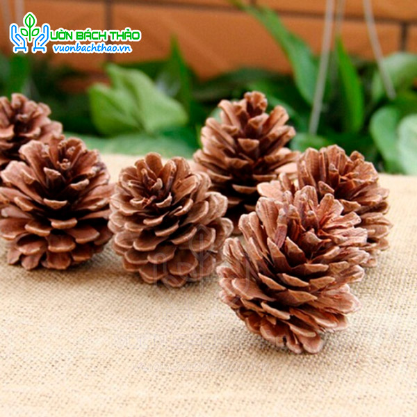 Quả / Trái Thông Khô Trang Trí Noel