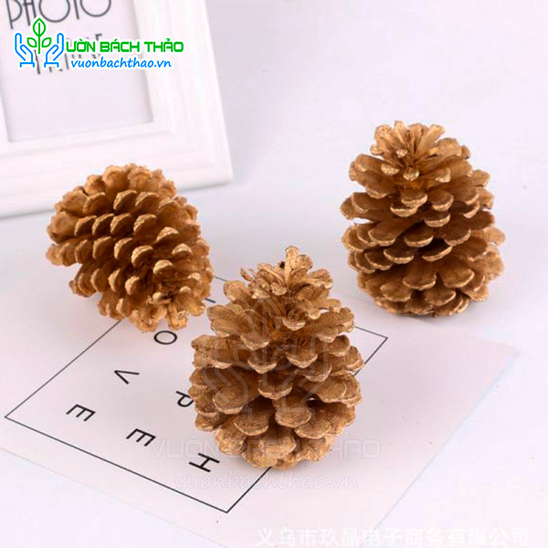 Quả / Trái Thông Khô Trang Trí Noel