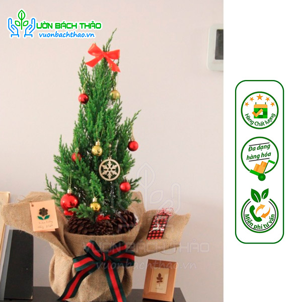 Quả / Trái Thông Khô Trang Trí Noel