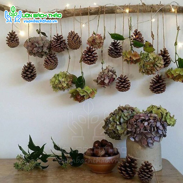 Quả / Trái Thông Khô Trang Trí Noel