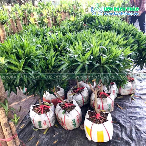 Cây Trúc Bách Hợp