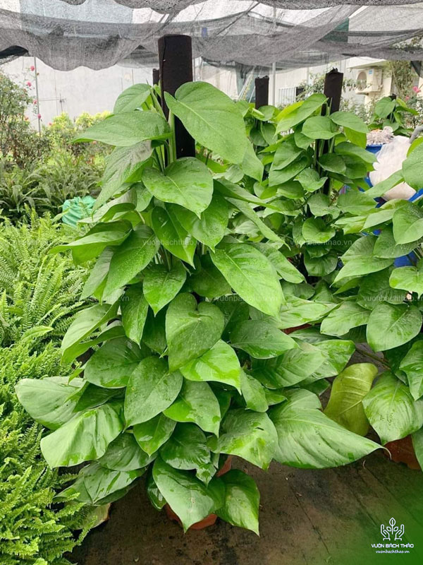 Cây Trầu Bà Leo Cột