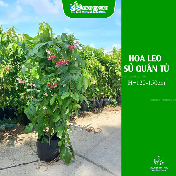 Cây Sử Quân Tử (Dây Giun)