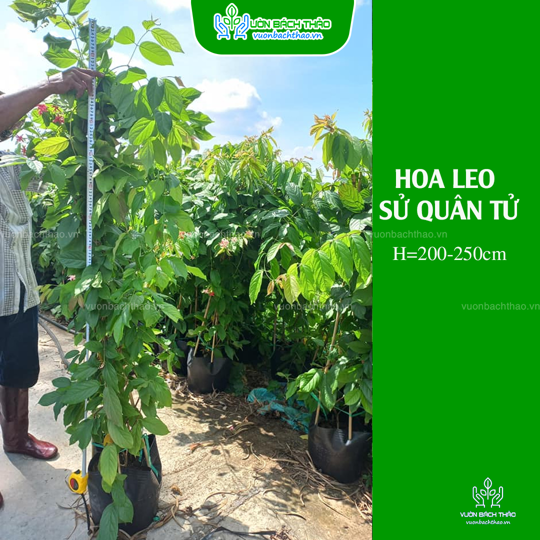 Cây Sử Quân Tử (Dây Giun)