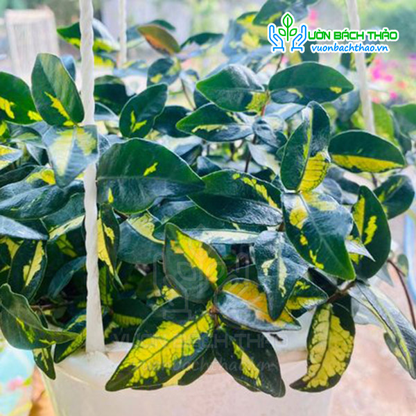 Cây Thằn Lằn Ngũ Sắc