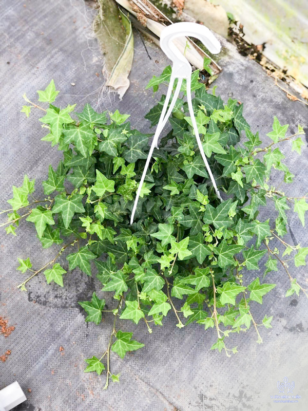 Cây Thường Xuân Chậu Treo