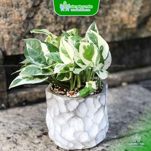 Cây Trầu Bà Cẩm Thạch Để Bàn