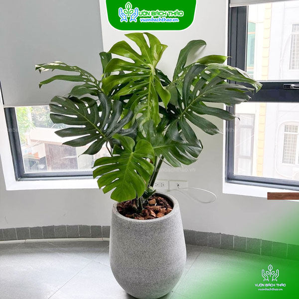 Cây Trầu Bà Nam Mỹ Chậu Đứng