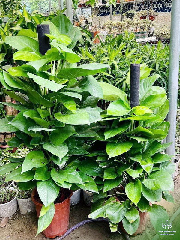 Cây Trầu Bà Leo Cột