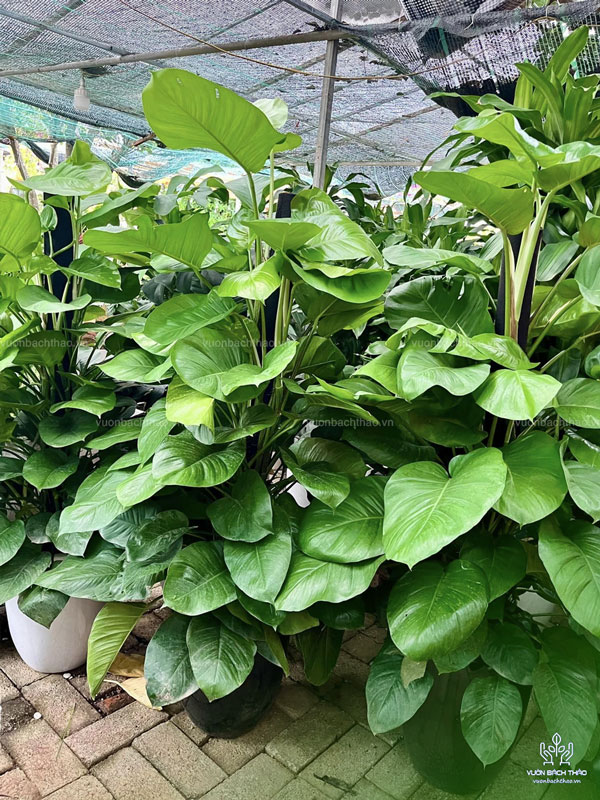 Cây Trầu Bà Leo Cột