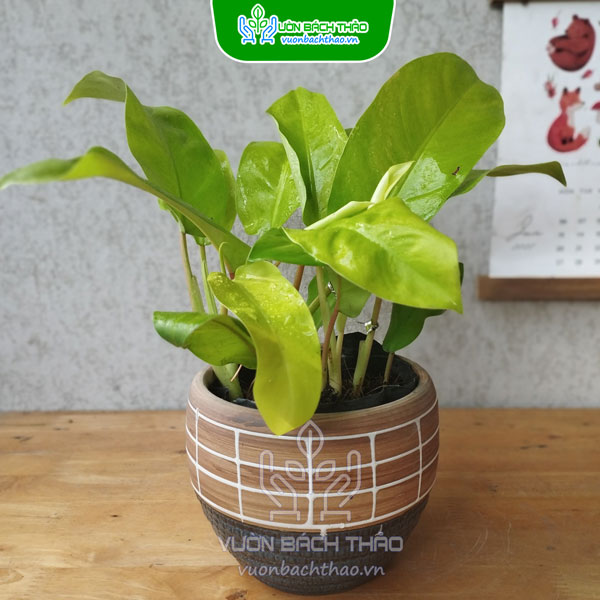 Cây Trầu Bà Vàng Lá Dài Để Bàn