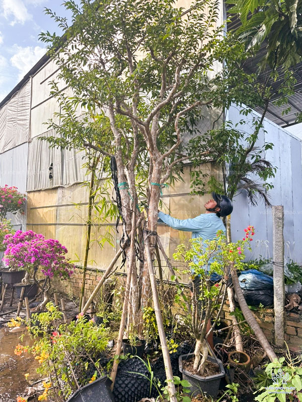 Cây Bằng Lăng Núi (Cây Săng Lẻ)