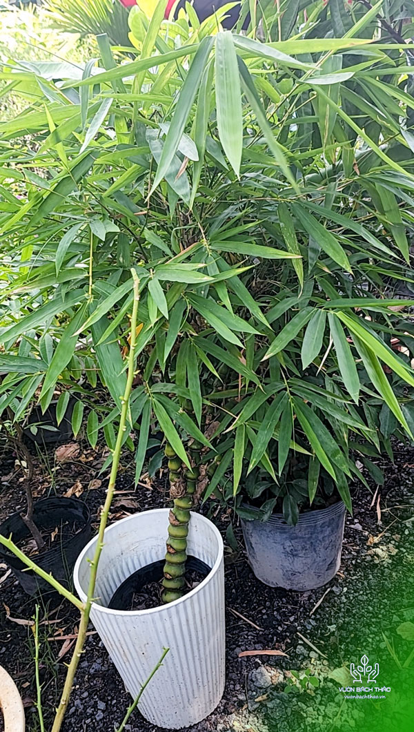 Cây Trúc Đùi Ếch