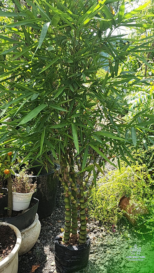 Cây Trúc Đùi Ếch