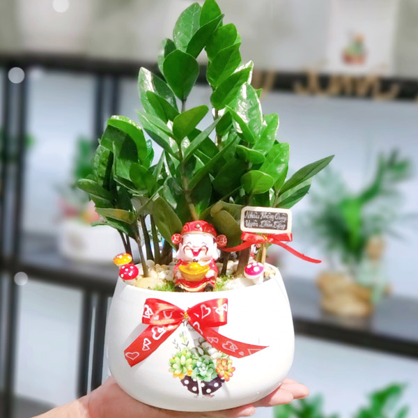 Cây Kim Tiền Để Bàn