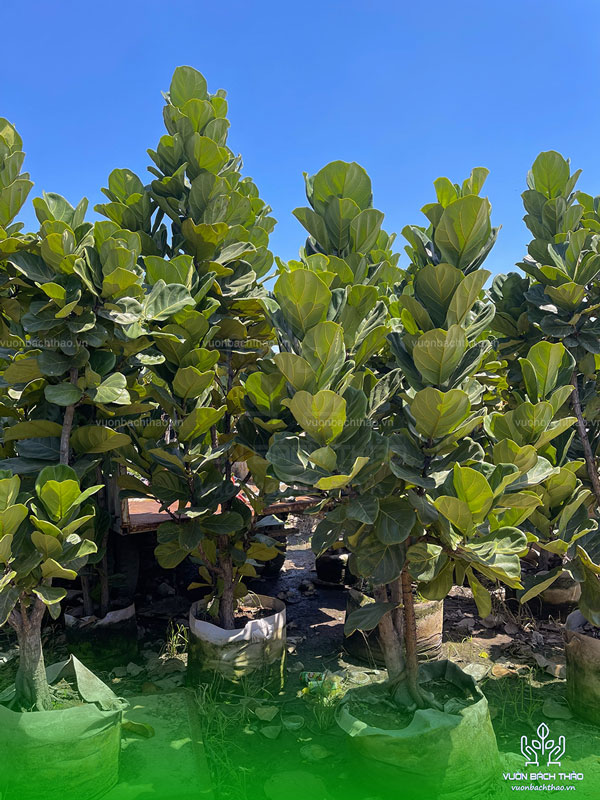 Cây Bàng Singapore