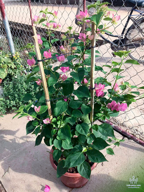 Cây Hoa Giấy Thái Lan