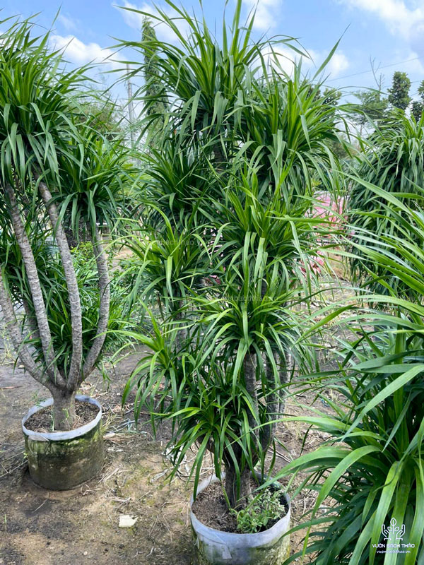 Cây Phát Tài Núi (Đại Lộc)