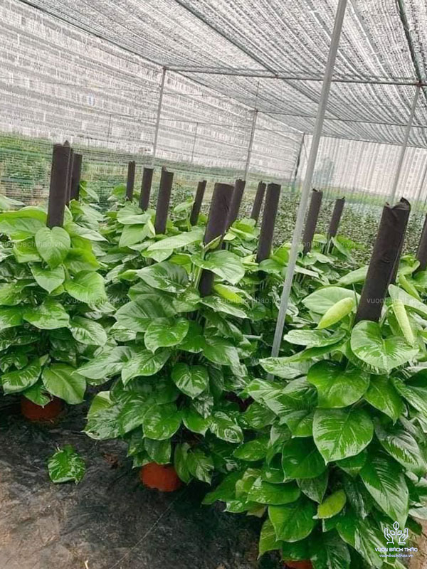 Cây Trầu Bà Leo Cột