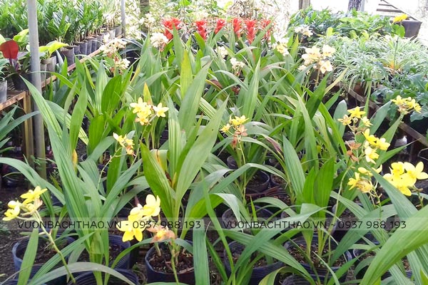 Cây Lan Chu Đinh (Địa Lan)