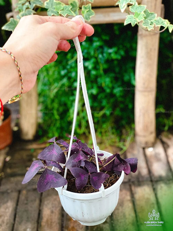 Cây Bướm Đêm Trồng Chậu Treo