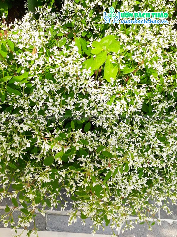 Cây Hoa Hương Tuyết Cầu