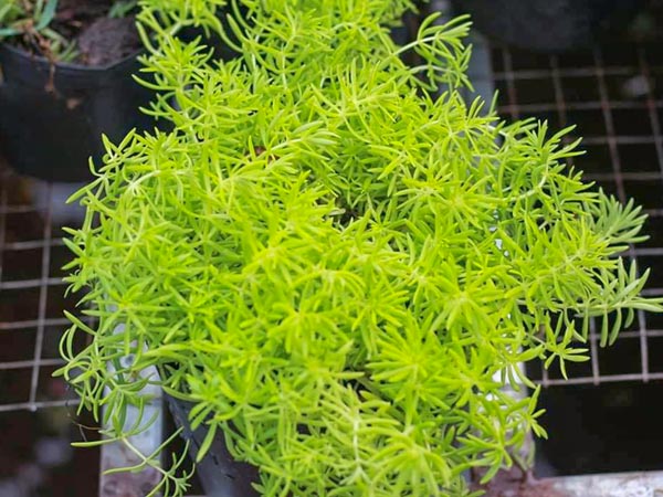 Cây Mười Giờ Úc