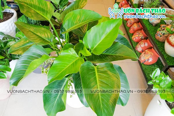 Cây Đại Đế Xanh (Trầu Bà Đế Vương Xanh)