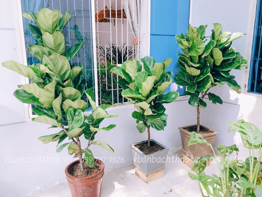 Cây Bàng Singapore Để Sàn