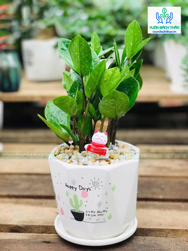 Cây Kim Tiền Để Bàn