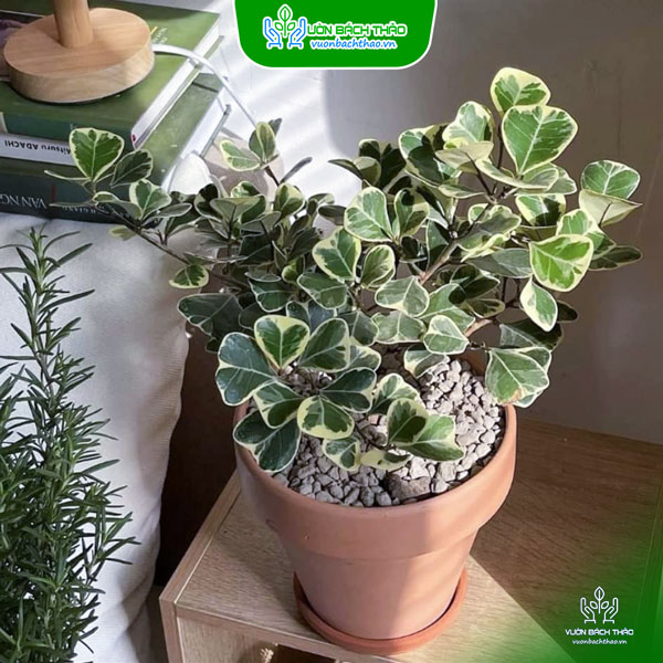 Cây Đa Tam Phúc Để Bàn