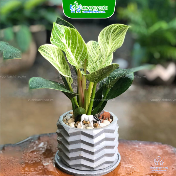 Cây Trầu Bà Hoàng Kim Để Bàn