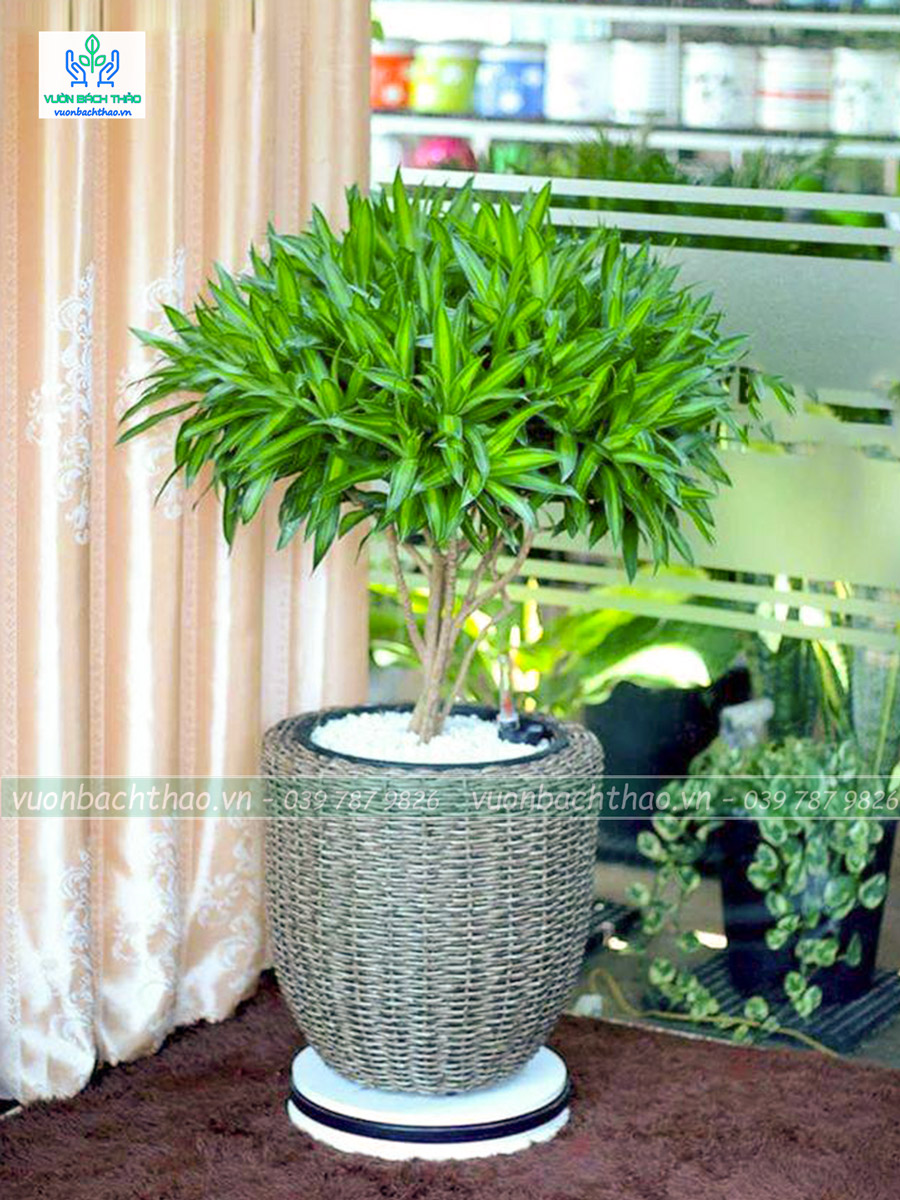 Cây Trúc Bách Hợp Chậu Đứng