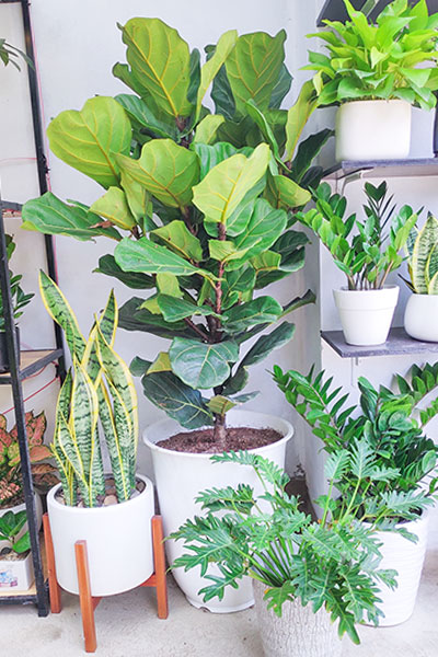 cây xanh hoa cảnh