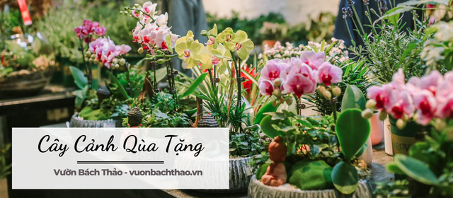 Cây Hoa Cảnh Qùa Tặng