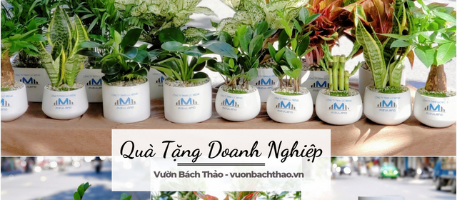 Qùa tặng doanh nghiệp