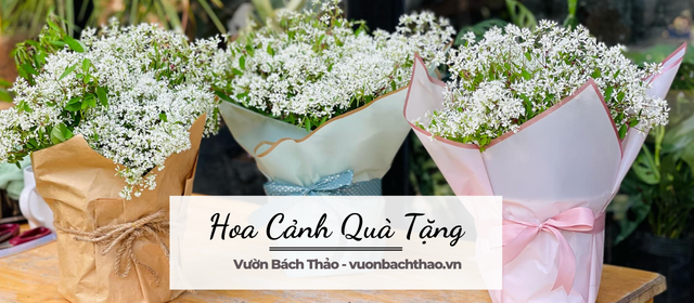 Cây cảnh phụ nữ