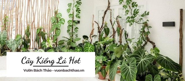 Cây Kiểng Lá hot