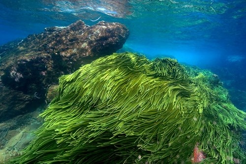 Siêu thực phẩm tảo Spirulina – The superfood