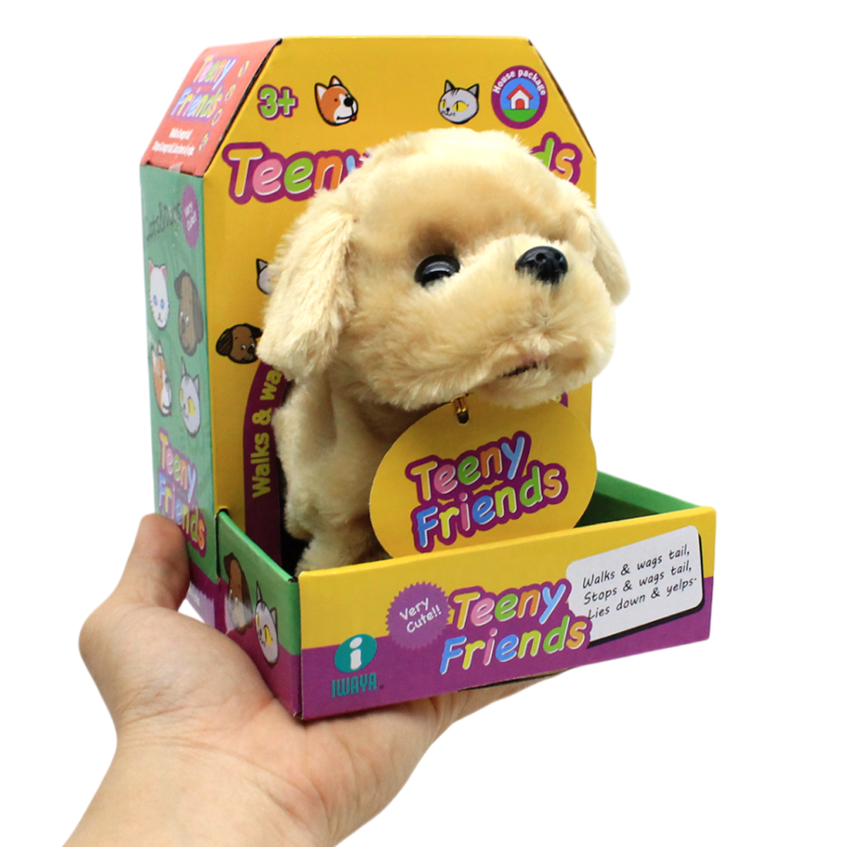Cún con - Baby Retriever