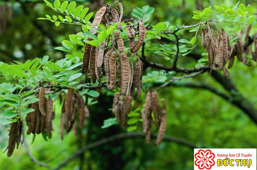 Bồ Kết Bồ Kết